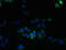 Leucine Rich Repeat Containing 8 VRAC Subunit E antibody, LS-C377816, Lifespan Biosciences, Immunofluorescence image 