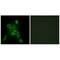 Cytochrome C Oxidase Subunit 6C antibody, A11443, Boster Biological Technology, Immunohistochemistry frozen image 