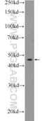 Gap Junction Protein Alpha 3 antibody, 22717-1-AP, Proteintech Group, Western Blot image 