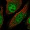 Lengsin antibody, HPA039983, Atlas Antibodies, Immunocytochemistry image 