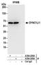 Cytoplasmic dynein 1 light intermediate chain 1 antibody, A304-208A, Bethyl Labs, Immunoprecipitation image 