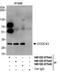 Coiled-Coil Domain Containing 43 antibody, NB100-97846, Novus Biologicals, Immunoprecipitation image 
