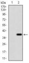ZFP42 Zinc Finger Protein antibody, GTX60780, GeneTex, Western Blot image 