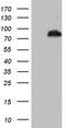 B-cell lymphoma 6 protein antibody, TA803344, Origene, Western Blot image 