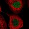 Nudix Hydrolase 2 antibody, HPA044903, Atlas Antibodies, Immunocytochemistry image 