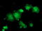Hsp70-binding protein 1 antibody, TA503318, Origene, Immunofluorescence image 