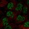 Ring Finger Protein 34 antibody, HPA074151, Atlas Antibodies, Immunofluorescence image 