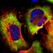 G3BP Stress Granule Assembly Factor 1 antibody, HPA004052, Atlas Antibodies, Immunofluorescence image 