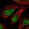 Thyroid Hormone Receptor Interactor 4 antibody, HPA050666, Atlas Antibodies, Immunofluorescence image 