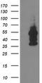 Docking Protein 2 antibody, CF503158, Origene, Western Blot image 