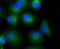 Collagen alpha-1(XVII) chain antibody, NBP2-67316, Novus Biologicals, Immunocytochemistry image 