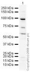 Forkhead Box P2 antibody, ab16046, Abcam, Western Blot image 