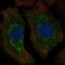 p24 antibody, PA5-57726, Invitrogen Antibodies, Immunofluorescence image 