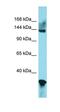 C-C Motif Chemokine Ligand 23 antibody, orb329584, Biorbyt, Western Blot image 