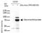 Zika Virus antibody, GTX133309, GeneTex, Western Blot image 