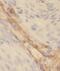 Mitochondrial Ribosomal Protein L27 antibody, FNab05324, FineTest, Immunohistochemistry paraffin image 