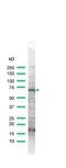 PAR-1 antibody, PA5-32612, Invitrogen Antibodies, Western Blot image 