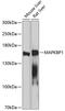 Mitogen-Activated Protein Kinase Binding Protein 1 antibody, 18-741, ProSci, Western Blot image 