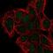 Diphthamide Biosynthesis 2 antibody, NBP2-13933, Novus Biologicals, Immunofluorescence image 