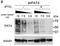 Solute Carrier Family 36 Member 4 antibody, NBP2-50237, Novus Biologicals, Western Blot image 