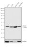 Protein Phosphatase 2 Regulatory Subunit Balpha antibody, 701842, Invitrogen Antibodies, Western Blot image 