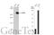Fam antibody, GTX135634, GeneTex, Western Blot image 