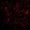 Ubiquitin Interaction Motif Containing 1 antibody, 4327, ProSci, Immunofluorescence image 