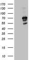 Interferon Regulatory Factor 2 Binding Protein 1 antibody, TA811715, Origene, Western Blot image 
