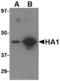 Influenza A Virus Hemagglutinin  antibody, LS-C53486, Lifespan Biosciences, Western Blot image 