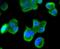 LDL Receptor Related Protein 1 antibody, NBP2-67418, Novus Biologicals, Immunocytochemistry image 