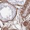 Dachsous Cadherin-Related 2 antibody, HPA064159, Atlas Antibodies, Immunohistochemistry frozen image 