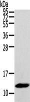 Defensin Beta 112 antibody, TA351630, Origene, Western Blot image 