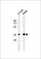Apolipoprotein F antibody, PA5-72416, Invitrogen Antibodies, Western Blot image 