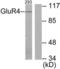 Metabotropic glutamate receptor 4 antibody, LS-B7601, Lifespan Biosciences, Western Blot image 