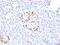 Homeobox protein Nkx-6.1 antibody, AE00196, Aeonian Biotech, Immunohistochemistry frozen image 