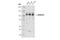 Adducin 1 antibody, 70174S, Cell Signaling Technology, Western Blot image 