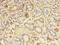 LE antibody, CSB-PA875685LA01HU, Cusabio, Immunohistochemistry frozen image 