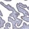 Tetratricopeptide Repeat Domain 21B antibody, PA5-57293, Invitrogen Antibodies, Immunohistochemistry frozen image 