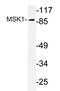 Ribosomal Protein S6 Kinase A5 antibody, AP20352PU-N, Origene, Western Blot image 