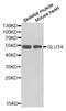Solute Carrier Family 2 Member 4 antibody, LS-C335071, Lifespan Biosciences, Western Blot image 