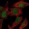 MDM4 antibody, NBP2-58791, Novus Biologicals, Immunofluorescence image 
