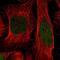  antibody, NBP2-55521, Novus Biologicals, Immunofluorescence image 