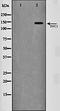 Structural Maintenance Of Chromosomes 1A antibody, orb106500, Biorbyt, Western Blot image 