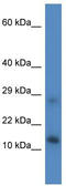 LYR motif-containing protein 4 antibody, TA344783, Origene, Western Blot image 