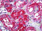 Gamma-Glutamyltransferase 1 antibody, 51-712, ProSci, Immunohistochemistry paraffin image 