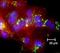 Hemoglobin Subunit Alpha 2 antibody, MA1-26196, Invitrogen Antibodies, Immunofluorescence image 