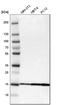 Superoxide Dismutase 1 antibody, HPA001401, Atlas Antibodies, Western Blot image 