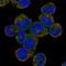 NLR Family CARD Domain Containing 3 antibody, HPA048062, Atlas Antibodies, Immunocytochemistry image 