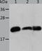 HspB5 antibody, TA323097, Origene, Western Blot image 