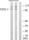 Cyclin Dependent Kinase 11B antibody, abx013426, Abbexa, Western Blot image 